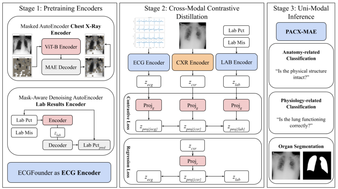 Preview of PaCX-MAE: Physiology-Augmented Chest X-Ray Masked Autoencoder